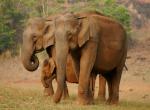 Kerala, sloni