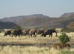 Damarland - Pouštní sloni v Damarlandu (foto L.Peška, Namibie 2017)