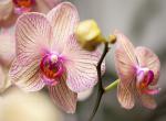 Orchideje - 