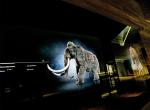Morava, umn a archeologie - Expozice mamut v Pavlov