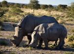 Waterberg, nosorožci - Bílí nosorožci (matka a mládě), zájezd Namibie červen 2018