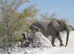 NP Etosha - sloni, Namibie - 