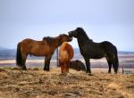 Island - koně