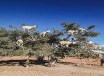 Maroko kozy na stromech - 