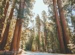 Nrodn park Sequoia
