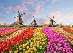 Holandsko, tulipny - 