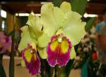 orchidej - orchidej