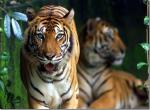 Malajsie  tygr - 