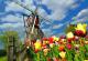 Holandsko - větrný mlýn
