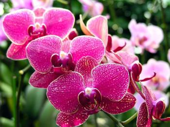 Drážďany - velikonoční výstava s orchidejemi